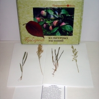 Гербарий Культурные растения (28 видов)