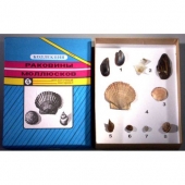 Коллекция «Раковины моллюсков»