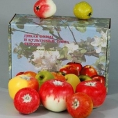 Набор муляжей «Дикая форма  и культурные сорта яблони»