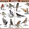 Комплект таблиц «Птицы домашние, дикие, декоративные» (15 шт. 400х600)