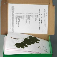 Гербарий «Дикорастущие растения» (28 видов) формат А-3