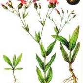 Гербарий «Сорные растения» (24 вида) формат А-3