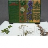 Гербарий «Ядовитые растения» (20 видов) формат А-3