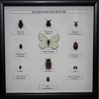 Коллекция энтомологическая «Насекомые вредители»