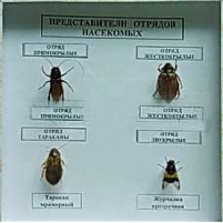 Коллекция энтомологическая «Представители отряда насекомых»