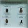 Коллекция энтомологическая «Представители отряда насекомых»