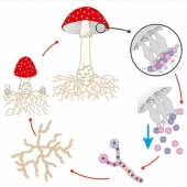 Модель-аппликация Размножение шляпочного гриба