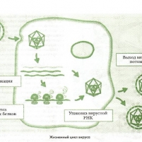 Модель-аппликация Жизненный цикл вируса