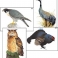 Модель-аппликация Многообразие хордовых. Птицы