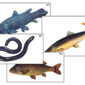 Модель-аппликация Многообразие хордовых. Рыбы, земноводные и пресмыкающиеся.