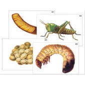 Модель-аппликация Развитие насекомых с полным и не полным превращением