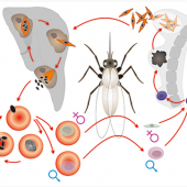 Модель-аппликация Цикл развития малярийного плазмодия