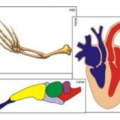 Модель-аппликация Эволюция систем органов позвоночных животных
