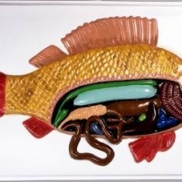 Модель барельефная «Внутреннее строение рыбы»