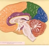 Модель барельефная «Доли, извилины, цитоархитектонические поля головного мозга» (5 планшетов)