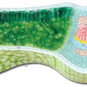 Модель барельефная «Клеточное строение листа»