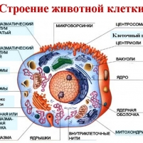 Цитоплазма в клетке картинка
