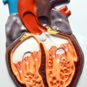 Модель барельефная «Строение сердца человека»