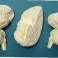 Модель «Мозг в разрезе» (белый)