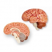 Модель «Мозг в разрезе» (раскрашенный)
