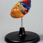 Модель «Сердце» (лабораторная)
