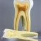 Модель «Строение зуба»