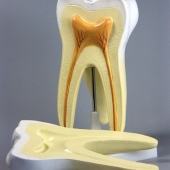 Модель «Строение зуба»