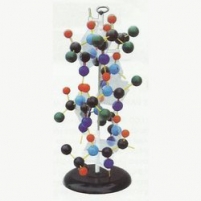 Модель «Структура белка»