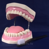 Модель «Уход за зубами»