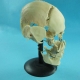 Модель «Кости черепа» (смонтированный на одной подставке)