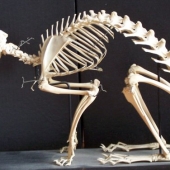 Скелет кролика