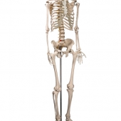 Скелет человека 170 см.