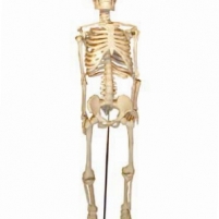 Скелет человека 85 см.