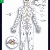 Комплект таблиц «Строение тела человека» (10 шт.+ 80 карточек)