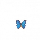 Коллекция энтомологическая «Бабочка тропическая» для рисования