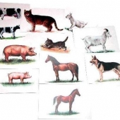 Набор карточек «Домашние животные» (14 шт. 150х100 мм.)