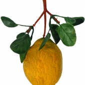 Лимон с листом