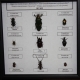 Коллекция «Семейство жуков»