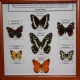 Коллекция «Семейство бабочек»