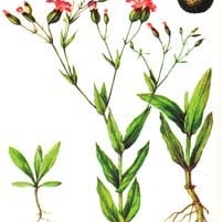 Гербарий сорных растений (24 вида)