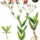 Гербарий сорных растений (24 вида)