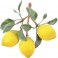 Ветка муляжей «Лимоны»