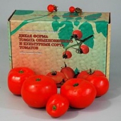 Набор муляжей «Дикая форма томата обыкновенного и культурные сорта томатов»